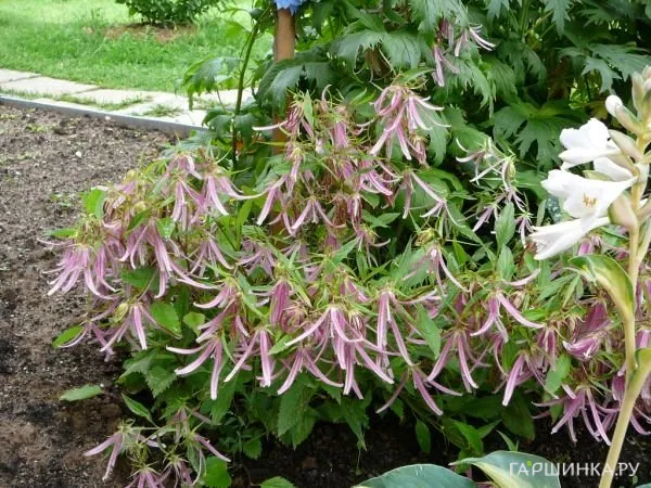 Колокольчик Пинк Октопус такесимский