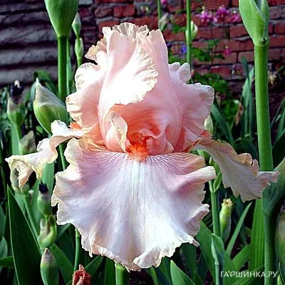 Ирис бородатый Пинк Таффете