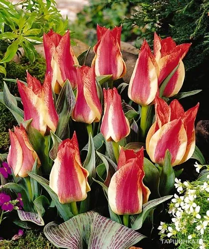 Тюльпан Plaisir Грейга 5шт