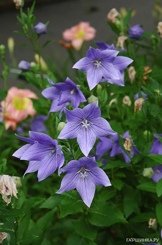 Платикодон Maries