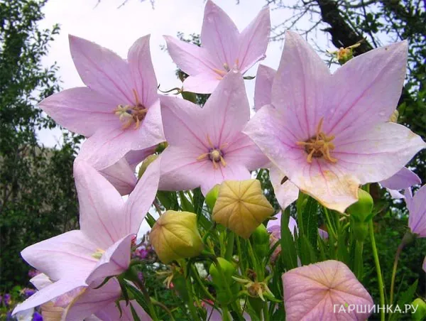 Платикодон Perlmutterschale