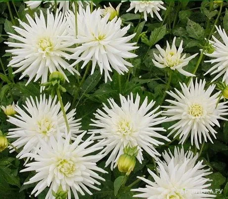 Георгина Плайя Бланка бордюрная