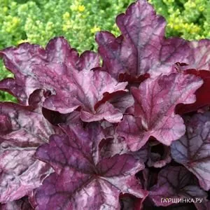 Гейхера Плам Рояль