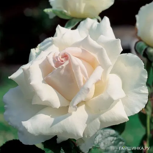 Роза Покер чайно-гибридная, Топалович (лиц)