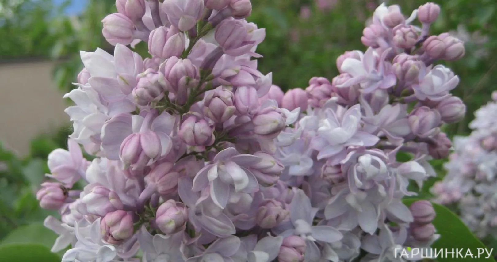 Сирень Полина Осипенко махровая