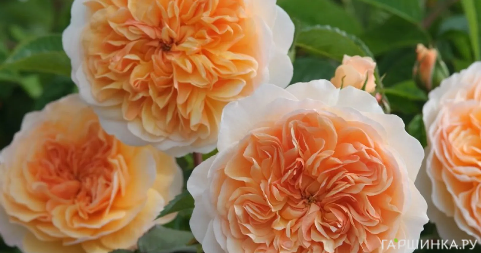 Роза Порт Санлайт, Д.Остин кустарниковая (лиц)