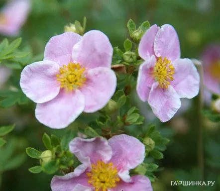 Лапчатка кустарниковая Пинк Квин