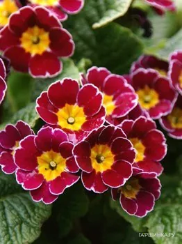 Примула Gold Lace Scaret NEW!