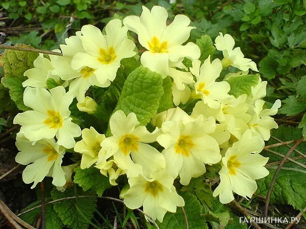 Примула обыкновенная