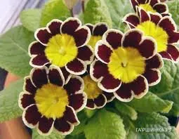 Примула Silver Lace Black NEW!