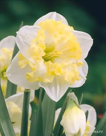 Нарцисс Принтал гофрир.коронка 5шт.