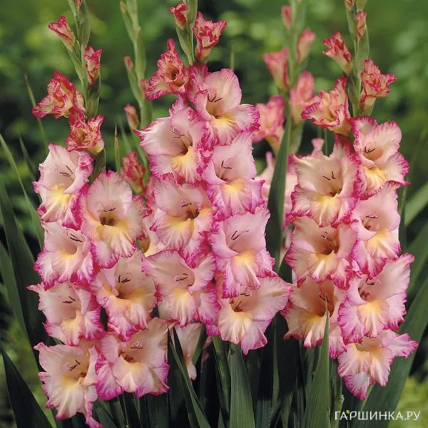 Гладиолус Присцилла