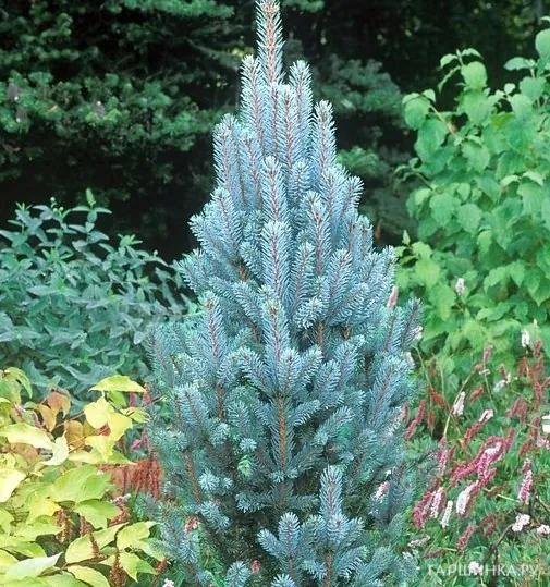 Ель колючая Изели Фастигиата