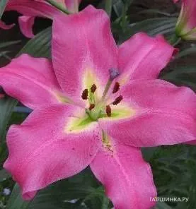 Лилия Пепл Леди ОТ-гибрид /2шт