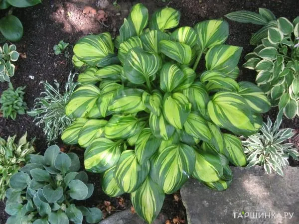 Хоста Рейнбоуз Энд (S)