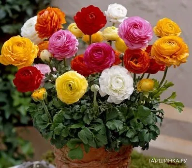 Ранункулюс микс 10шт