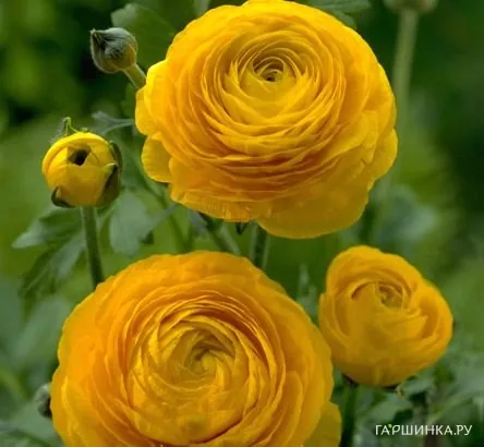 Ранункулюс Еллоу 10шт.