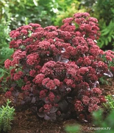 Очиток (седум) Разберри Траффл