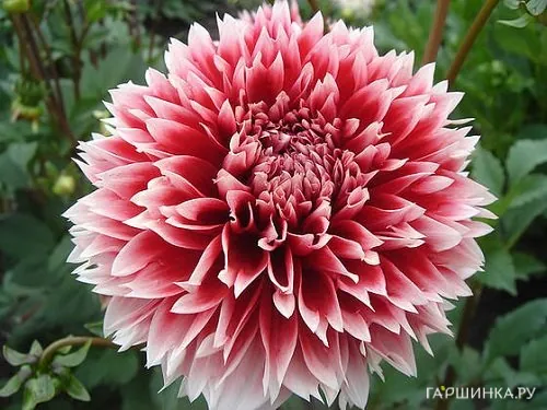 Георгина Ред энд Вайт Фубуки декоративная