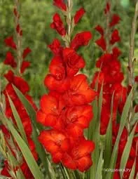 Гладиолус крупноцветковый Ред Бьюти 10шт.
