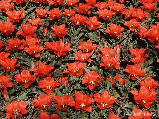 Тюльпан Ред Райдинг Худ 5шт