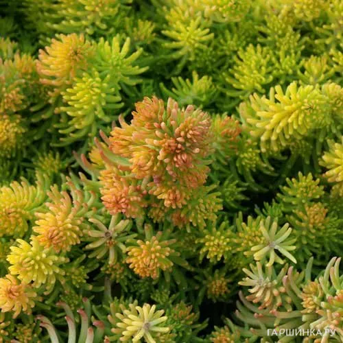 Очиток (седум) Еллоу Кьюшн отогнутый