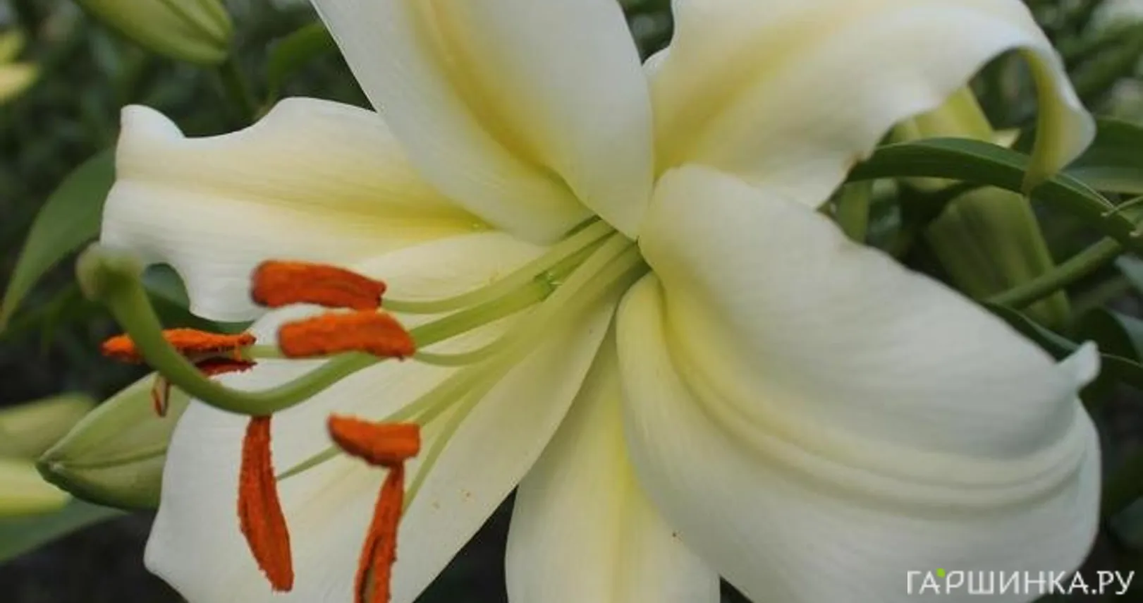 Лилия Рексона ОТ-гибрид/2шт