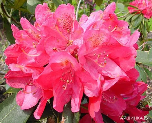 Рододендрон Souvenir of A. Waterer