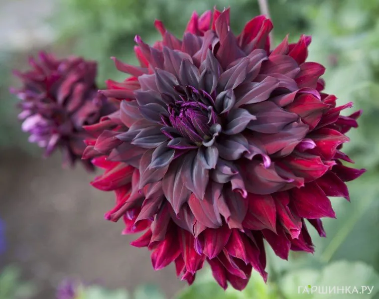 Георгина Рип Сити декоративная