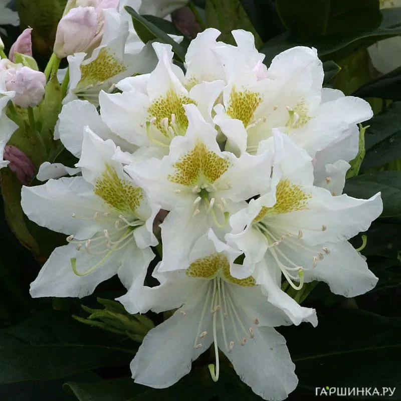 Рододендрон Каннингемс Уайт