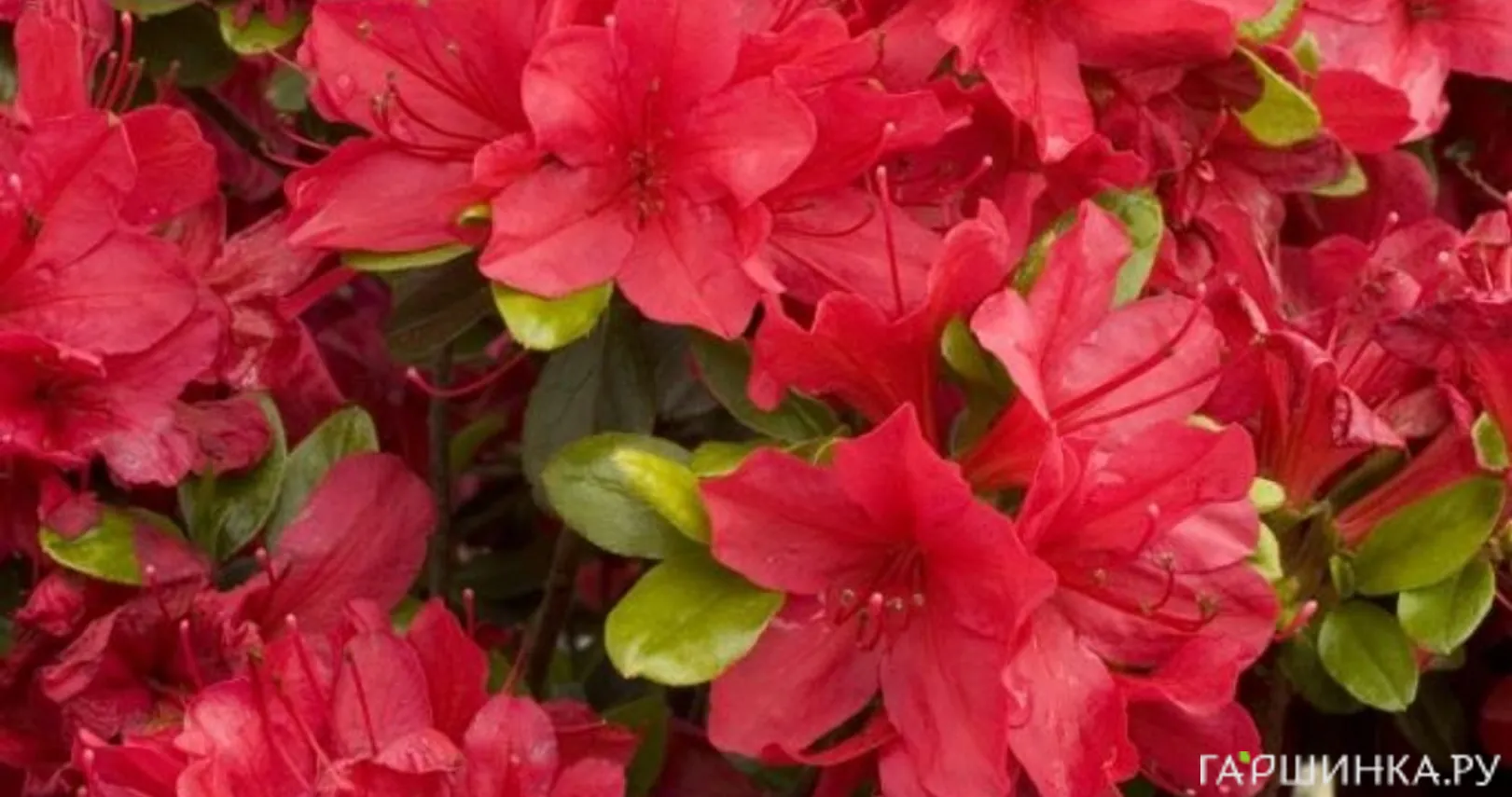Рододендрон якушиманский Нино Кримсон