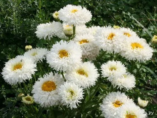 Нивяник (Ромашка) Engelina