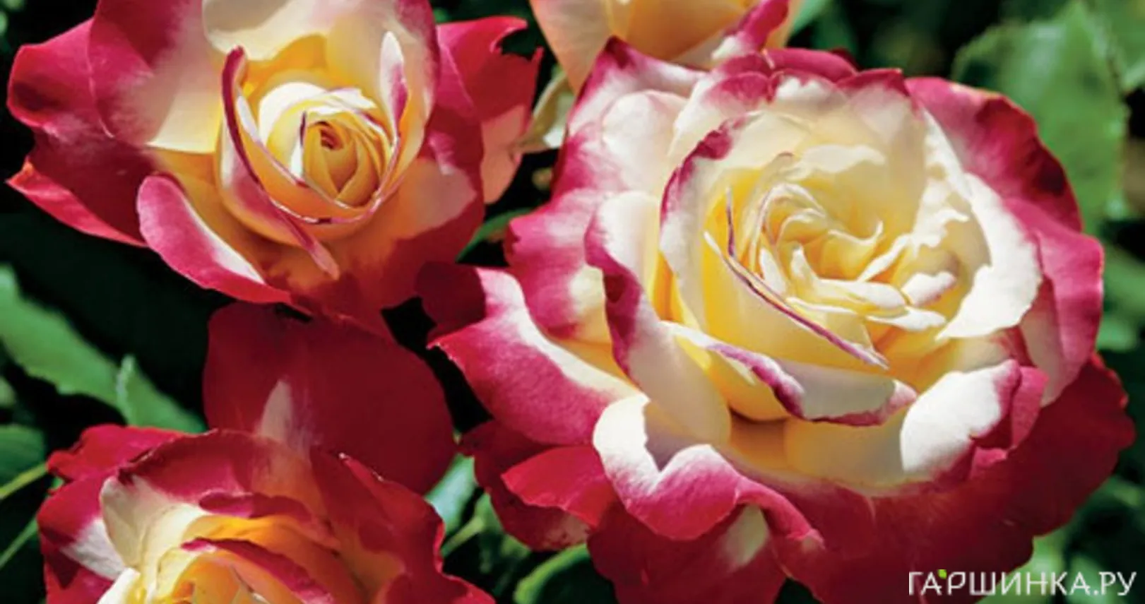 Роза Дабл Делайт чайно-гибридная, Imperial Rose