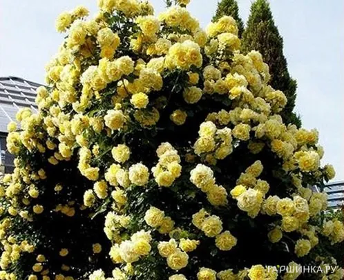 Роза Казино плетистая, Топалович (лиц)