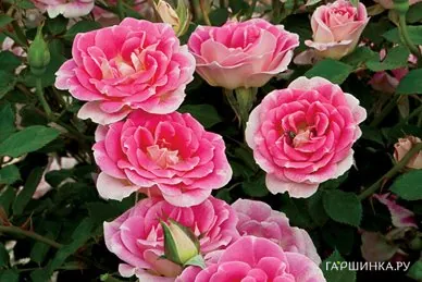 Роза Вимси миниатюрная, Викс (лиц)