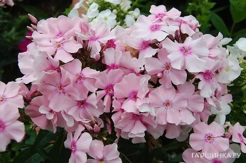 Флокс метельчатый Рови