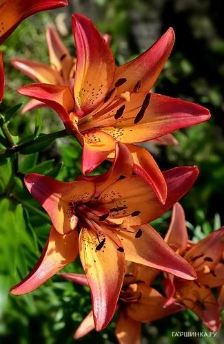 Лилия Роял Сансет ЛА-гибрид/2шт