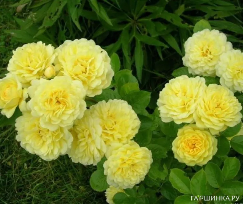 Роза Анни Дюпрей, флорибунда, Топалович (лиц)