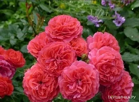 Роза Черри Герл, Кордес (лиц)