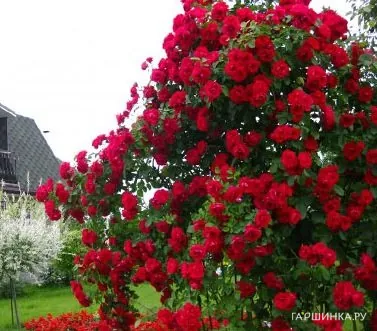 Роза Фламентанц плетистая, Кордес (лиц)