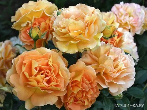 Роза Голдельзе флорибунда, Топалович (лиц)