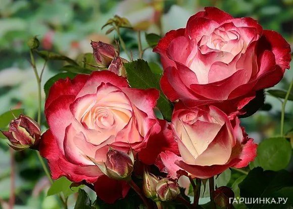 Роза Юбилей принца Монако флорибунда, Топалович (лиц)