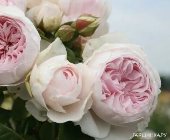 Роза Герцогиня Кристиана флорибунда, Кордес (лиц)