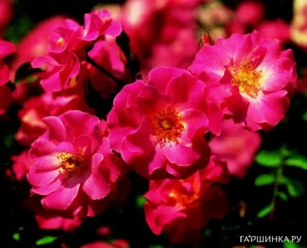 Роза Фуксия Мейландекор почвопокровная, Топалович (лиц)