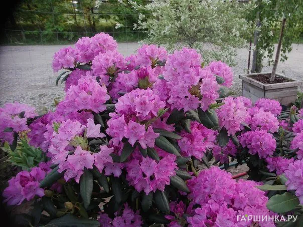 Рододендрон гибридный Розеум Элеганс