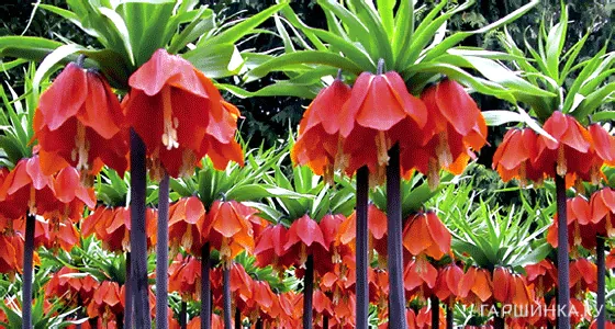 Рябчик императорский Рубра Максима