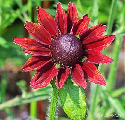 Рудбекия Черри Бренди