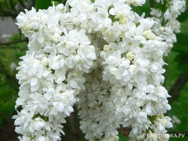 Сирень Jeanne d'Arc махровая Р7,5