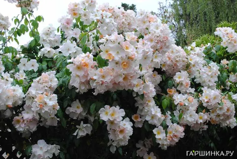 Роза Салли Холмс мускусная, Ленс (лиц)