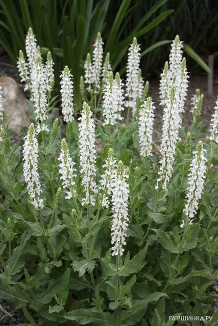 Шалфей (сальвия) дубравный Шнеехугель